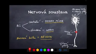 Nervová soustava