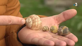 Des escargots dans votre jardin ? Menez l’enquête pour le conservatoire botanique de Franche-Comté