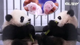 🐼DO NOT CLICK BEFORE BEDTIME🐼 Twin Baos Will Erase 36 Mins