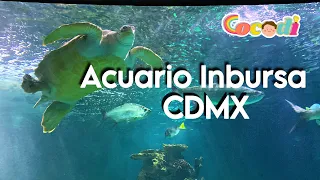 ACUARIO INBURSA📍CDMX 🇲🇽 Acceso $280, ¿Qué incluye? + CUPÓN DE REGALO COCODI ✨