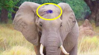 Crying Elephant Approached A Man, When Saw What Was In Her Forehead, He Call The Police!