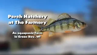 Aquaponics in Wisconsin - The Farmory working to hatch perch