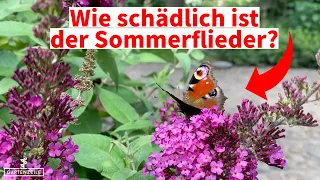 Wie schädlich ist der Sommerflieder für die Umwelt