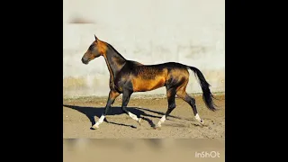 Ахалтекинские красотки,😇🥰😍не лошади, а чудо!!!!