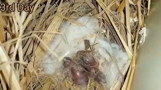 baby zebra finch growth time lapse|baby finches growing steps day by day part-4|#viralvideo #viral