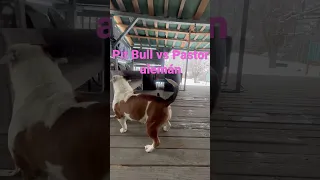 Por Bull vs Pastor alemán