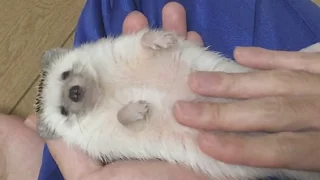 【ハリネズミ】マッサージ～うっとりタロが出来上がるまで～【hedgehog】