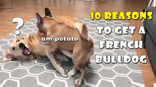 10 Reasons To Get A French Bulldog | FUNNY ENDING