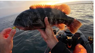 Unusual Anchoring Technique Leads To Hot Kayak Tog Fishing!!