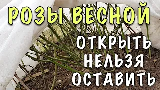 ПОГУБИТЕ РОЗЫ! НЕ СПЕШИТЕ!  КОГДА открывать РОЗЫ ВЕСНОЙ!? Что делать ЕСЛИ УКРЫТИЕ СЛОМАЛОСЬ