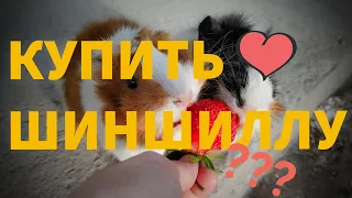 ФЬЁКО И БУЛОЧКА ВЕРНУЛИСЬ! КАК ДЕЛА У МОИХ МОРСКИХ СВИНОК? БОЛЬНИЦА. НОВЫЙ ХОМЯЧОК? ШИНШИЛЛА.