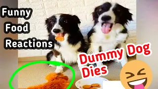 Cats And Dogs Reaction to Food - Funny Animal Reaction Viral 2020 Compilation Helping Animal's