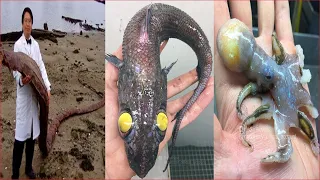 Catching Seafood 🦀🐙 Deep Sea Octopus (Catch Crab, Catch Fish) - Tik Tok #98