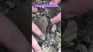 HUGE Megalodon Shark tooth found fossil hunting in Florida!!! 🦈 #shorts