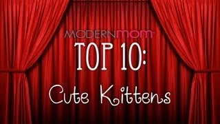 Cute Kittens - ModernMom Top 10