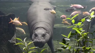 Hippopotamus- The Most Dangerous Animal in Africa-  #vrnaturelife #animals