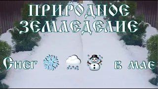 ПРИРОДНОЕ ЗЕМЛЕДЕЛИЕ. Снег ❄️ 🌨 ☃️  в мае