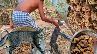 wildcat secret recipe curry🐈‍⬛ cat meat recipe 😱😱 eating with rice🌾