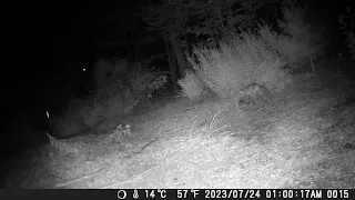 Red fox catches possum