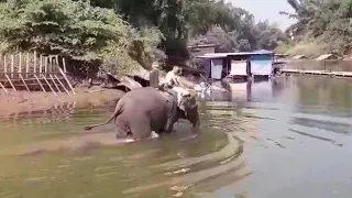 Тайланд. Река Квай, купание на слонах!