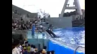 A killer whale attacks a trainer - SEAWORLD / BLACKFISH - Evidence