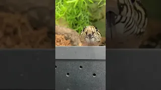 EL TORO THE BULL SNAKE PEEKS OUT HEAD! I THE REPTARIUM