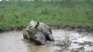 Giant white rhino taking a bath