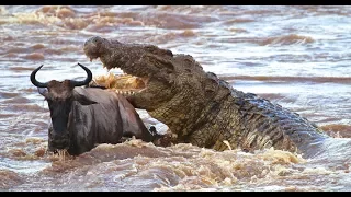 Buffalo vs Crocodile Real Fight – Most Spectacular Crocodile Attacks Compilation   Wild Animals