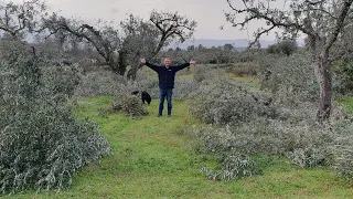 Olive tree massacre and dealing with poisonous pests ! Episode 6 2024