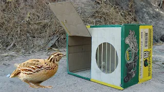 Creative DIY Cardboard Box To Easy Quick Trap - Best Trap And Processing