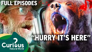 TRAGIC Bear Attack Crisis In Town, Hunters Vs Grizzlies | FULL EPISODES | Curious?: Natural World