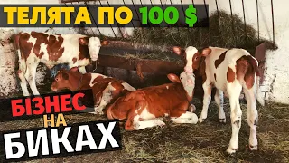 Купив пиздюків по 100 доларів. Починаю бізнес на биках. Всі кажу що не вигідно, ну я нездаюся!