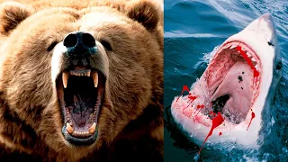 The Most DANGEROUS ANIMALS In The UNITED STATES 🐻🦈