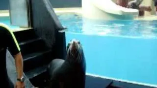 Sea lion kissing my girlfriend