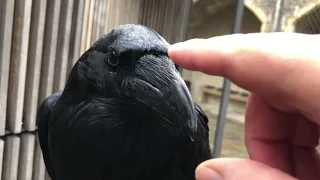 Raven sounds