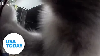 Missing cat surprises owner on Ring doorbell | USA TODAY