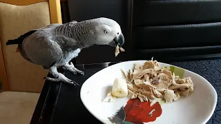 Parrot swears at the owner