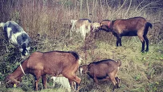 Козы. Плюсы и минусы содержания.