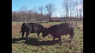 Finishing up winter breeding season and dealing with mad bulls