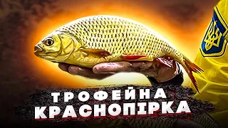 Риба Сонця - Рибалка на трофейну краснопірку