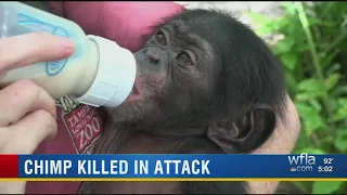 Lowry Park Zoo mourns the loss of Keeva the chimpanzee