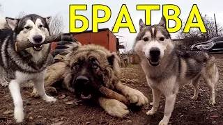 dogs fight, male dogs fight, horrible battle 2017, husky vs. caucasian shepherd