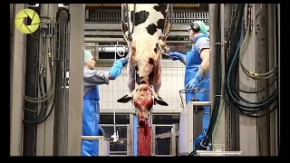 Inside The Meat Processing Plant - Inside The Food Factory | Incredible Process Worth Watching HD