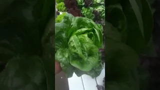 Rapid Elegance: Hydroponically Grown Lettuce in Half the Time!