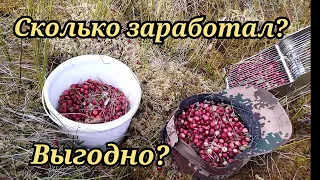 Сколько можно заработать на клюкве. Деньги под ногами