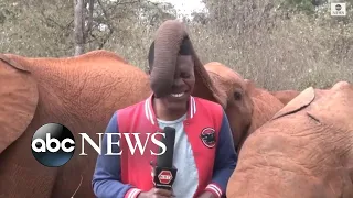 Baby elephant interrupts reporter's piece to camera