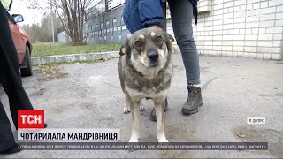 Собака на мосту: у Дніпрі чотирилапа долає шість кілометрів, що погавкати на переправі