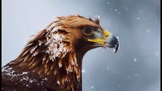 Aigle royal : le maître des Alpes - ZAPPING SAUVAGE