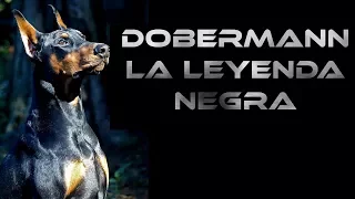 Doberman, su carácter, sus leyendas y consejos
