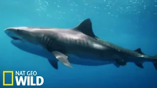 Requin attaque tortue - Le royaume des dauphins